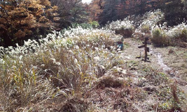 大平台分岐道標とすすき